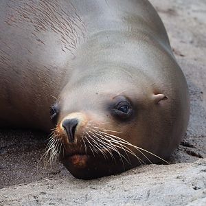 Steller's sea lion (Eumetopias jubatus), 2023-05-15