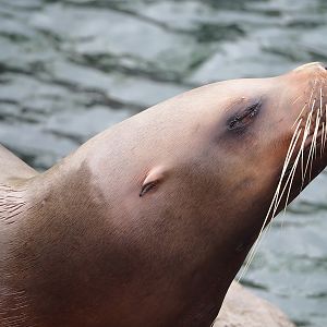 Steller's sea lion (Eumetopias jubatus), 2023-05-15