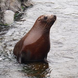 Steller's sea lion (Eumetopias jubatus), 2023-05-15
