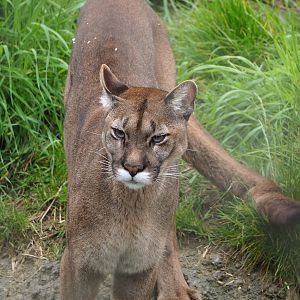 Cougar (Puma concolor), 2023-05-15