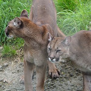 Cougars (Puma concolor), 2023-05-15