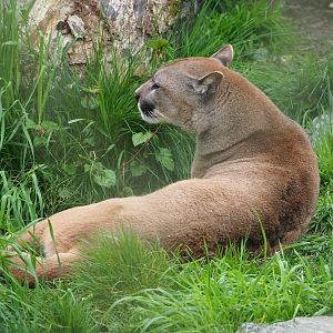 Cougar (Puma concolor), 2023-05-15
