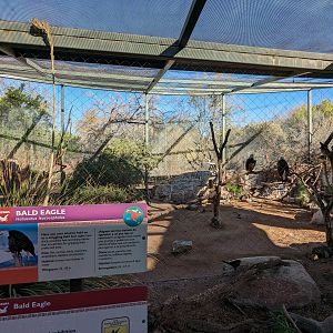 Arizona Trail - Bald Eagle (former golden eagle)