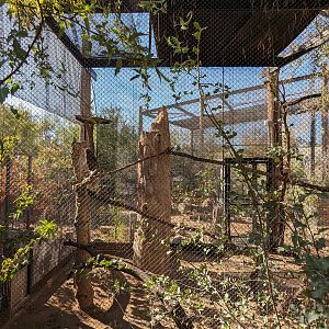 Arizona Trail - Golden eagle (former porcupine)