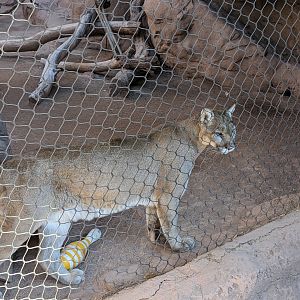Arizona Trail - Cougar