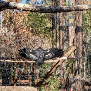 Arizona Trail - California condor