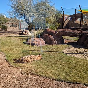 Predator Passage - spotted hyena