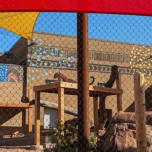 Predator Passage - Leopard