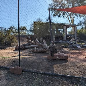 Predator Passage - Vultures