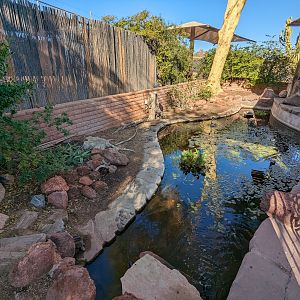 Africa Trail - Desert pupfish