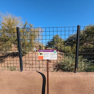 Africa Trail - Abyssinian Ground Hornbill (Former African lion)