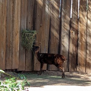 Children's Trail - Mexican red brocket deer