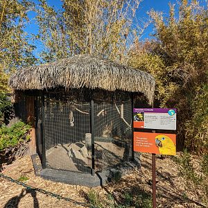 Tropics Trail - Golden conure