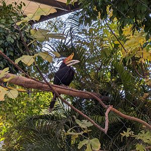 Children's Trail - Rhinoceros hornbill