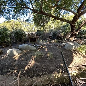 Southern Pudu Exhibit - Nairobi Village