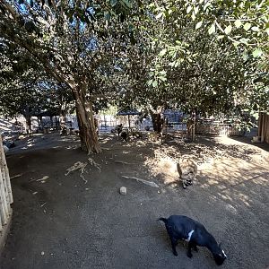 Petting Kraal - Nairobi Village