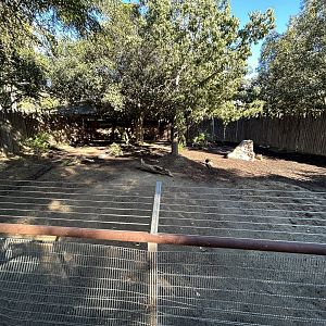 Red-flanked Duiker Exhibit - Nairobi Village