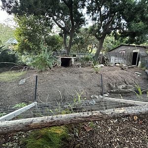 Bat-eared Fox Exhibit - Nairobi Village