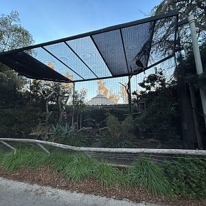 Rhinoceros Hornbill Aviary - Nairobi Village