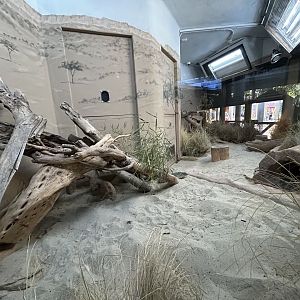 Sand Cat Exhibit - Nairobi Village