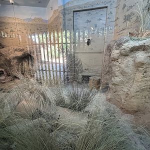Sand Cat Exhibit - Nairobi Village