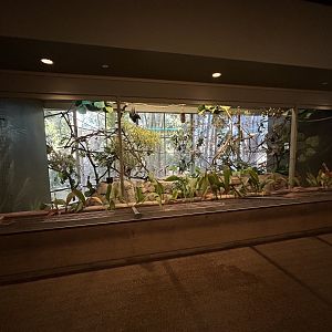 Rodriguez Flying Fox Exhibit - Nairobi Village