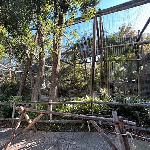 Red-Cheeked Gibbon Exhibit