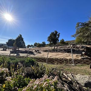 Nubian Sommering’s Gazelle Exhibit - Africa Loop