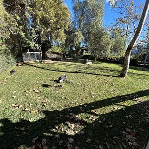 Southern Gerenuk, Red-flanked Duiker, Black-Crowned Crane & Abyssinian Ground Hornbill Exhibit - Africa Loop