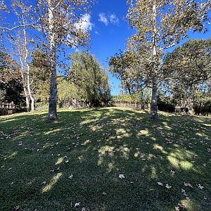 Southern Gerenuk, Red-flanked Duiker, Black-Crowned Crane & Abyssinian Ground Hornbill Exhibit - Africa Loop