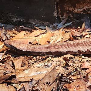 Birmingham Zoo - Python brongersmai