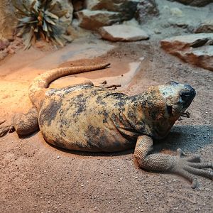 Birmingham Zoo -  Sauromalus varius