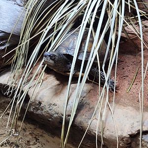 Birmingham Zoo - Terrapene coahuila