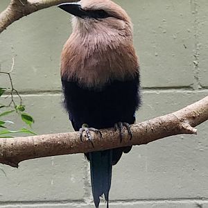 Birmingham Zoo - Blue-bellied Roller