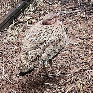 Birmingham Zoo - Buff-crested Bustard