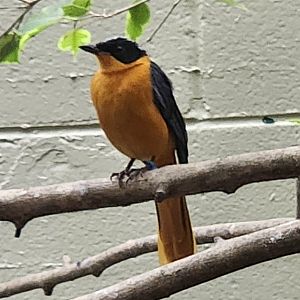 Birmingham Zoo - Snowy-crowned Robin Chat
