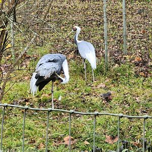 Birmingham Zoo - White-naped Crane