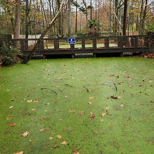 Birmingham Zoo - American Alligator exhibit