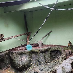 Birmingham Zoo - Geoffroy's Spider Monkey exhibit