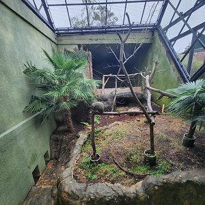 Birmingham Zoo - De Brazza Monkey exhibit