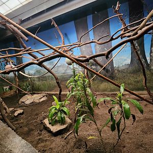 Birmingham Zoo - Common Squirrel Monkey exhibit
