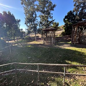 Okapi Exhibit - African Loop