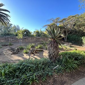 Abyssinian Ground Hornbill Exhibit - African Loop