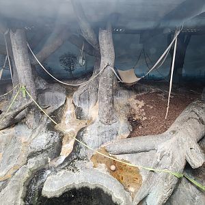 Birmingham Zoo - Sumatran Orangutan exhibit