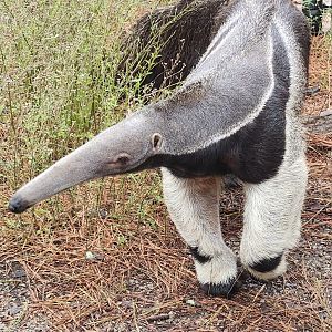 Birmingham Zoo - Giant Anteater