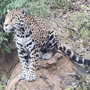 Birmingham Zoo - Jaguar