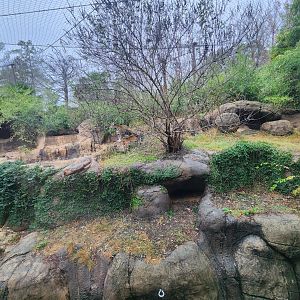 Birmingham Zoo - Jaguar exhibit