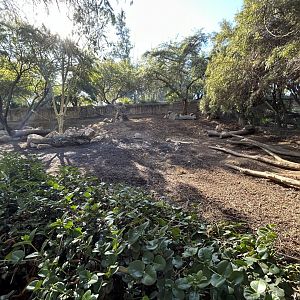 Red River Hog Exhibit - African Loop