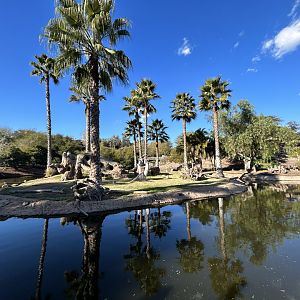 Southern Ground Hornbill Exhibit - African Loop