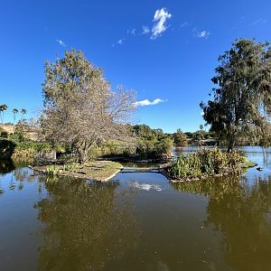 Marabou Stork Exhibit - African Loop
